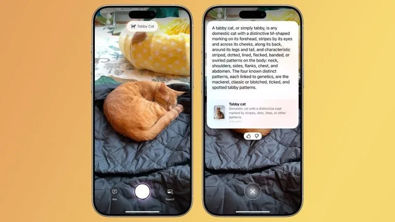 Photos 